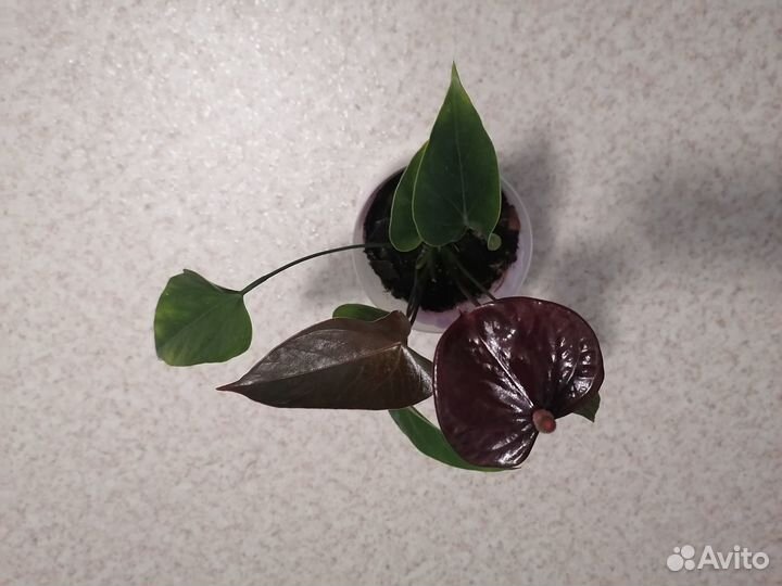 Цветок Антуриум Блек Лав