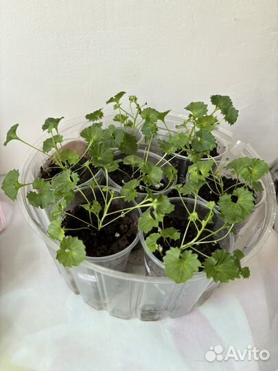 Кампанула махровая невеста