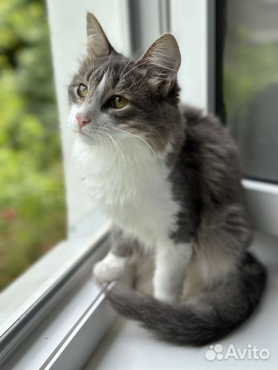 Пушистый электровеник