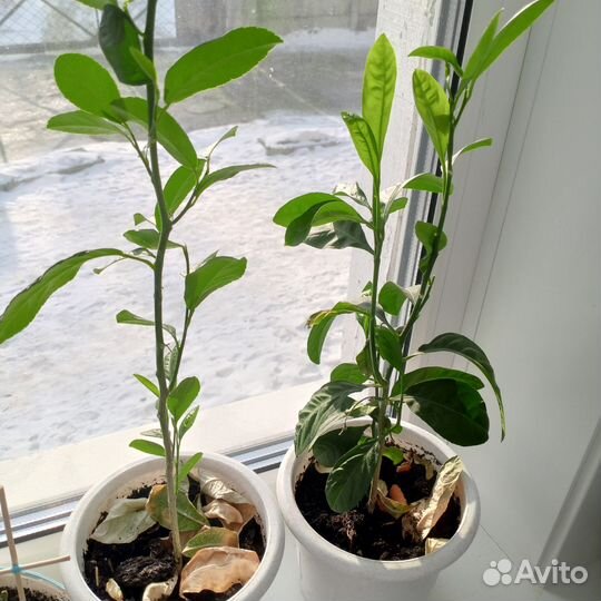 Мандариновое дерево в горшке