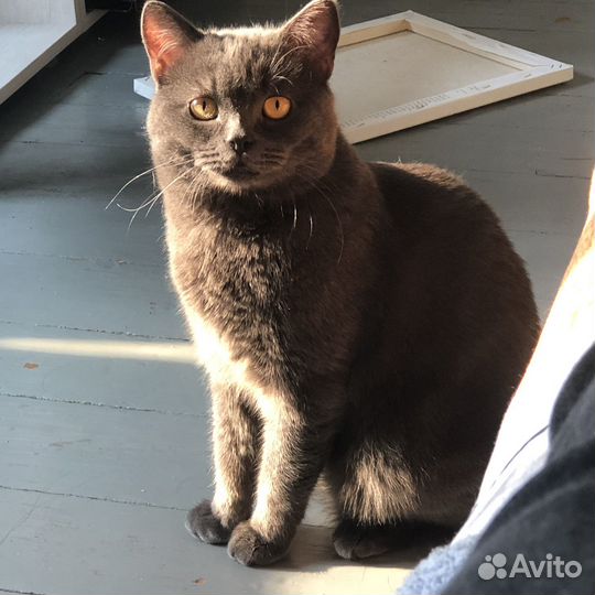 Котик ищет дом