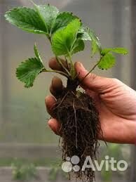 Рассада клубники Клери