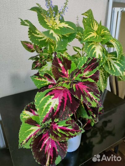 Колеусы вегетативные