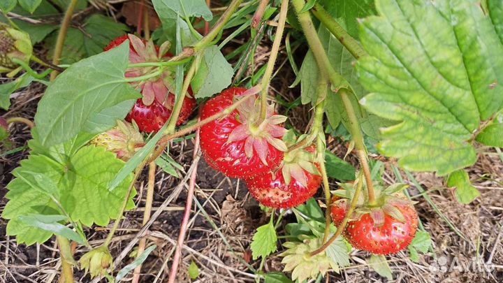 Саженцы (рассада) клубники