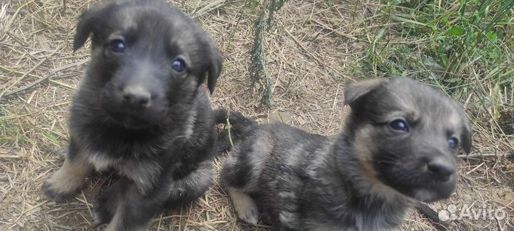 Собаки бесплатно в добрые руки