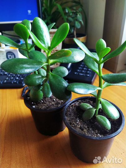 Толстянка (денежное дерево)