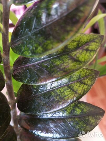 Замиокулькас вариегатный Чёрный Изумрудный Блэк