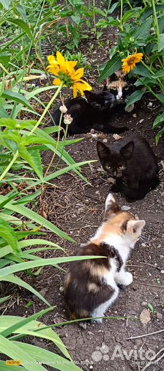 Котята в добрые руки даром