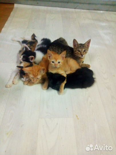 Котята на любой вкус и цвет