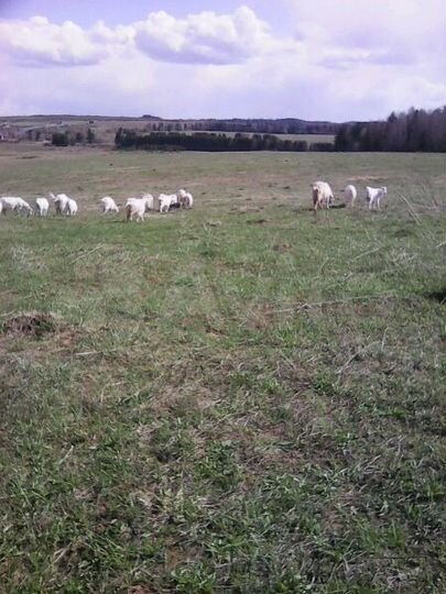 Участок 6 га (СНТ, ДНП)