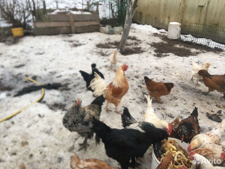 Петухи дикие подсадные утки