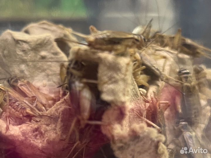 Сверчки кормовые