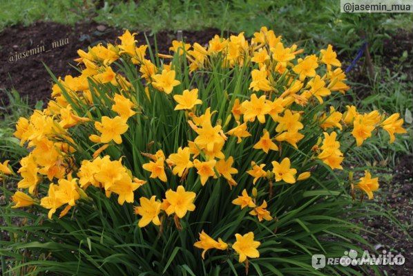 Многолетние цветы для сада