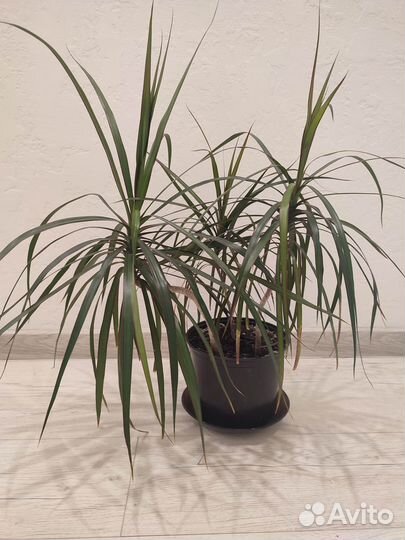 Пальма драцена 75 см
