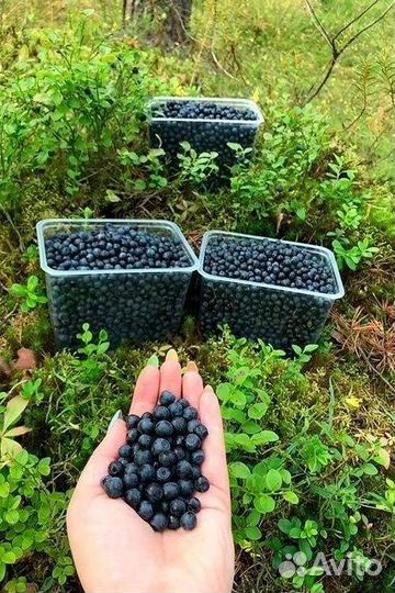 Черника, голубика