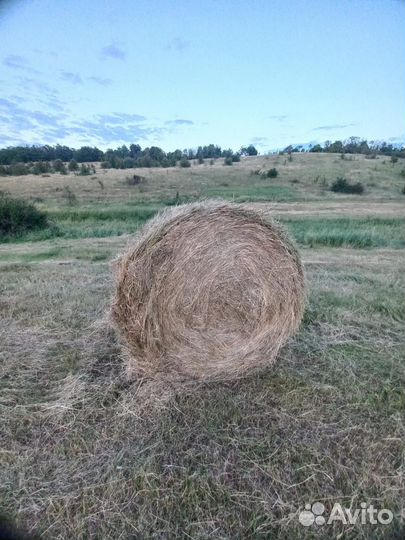 Сено в тюках