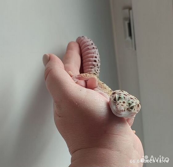 Леопардовый геккон, пятнистый эублефар, самка