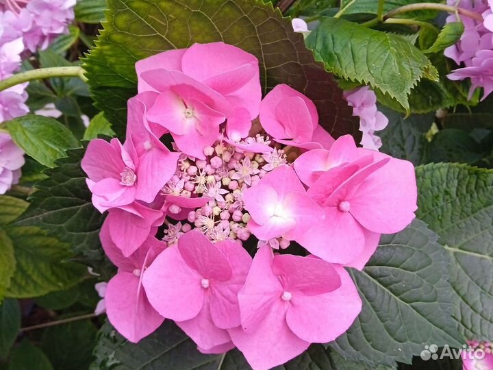 Гортензия в объеме 20 литров