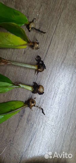 Листики замика с точкой роста