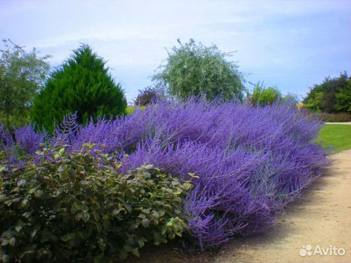 Перовския лебедолистная многолетняя, неприхотливая