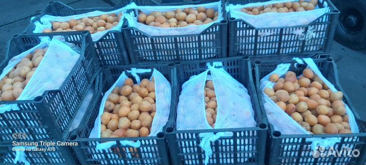 Абрикос свежий для производства