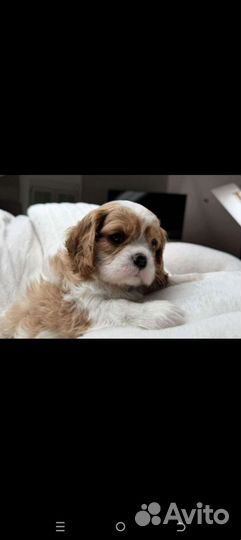 Кинг чарльз спаниель