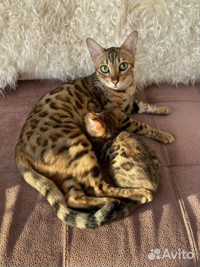 Бенгальские котята