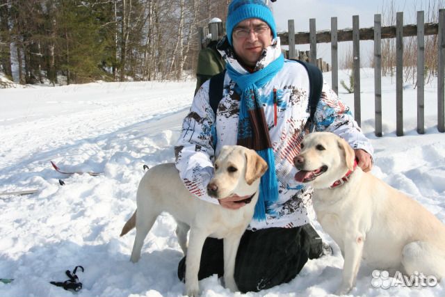 Передержка собак