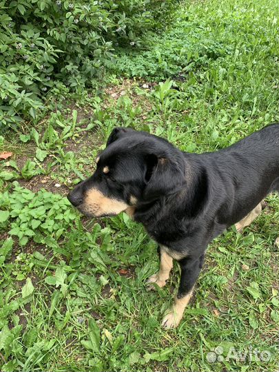 Найдена собака