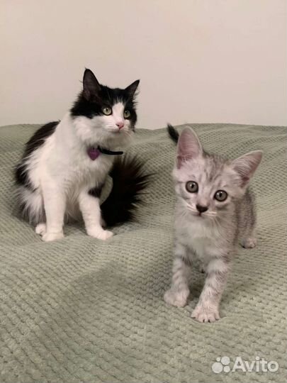 Кошечка в добрые руки