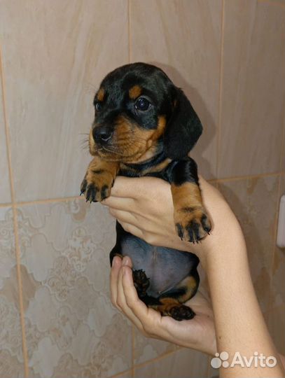 Щенки таксы