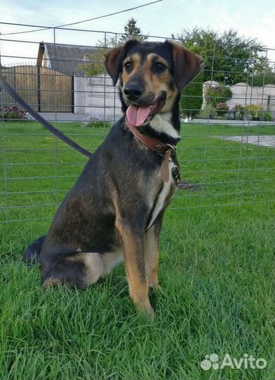 Собака в добрые руки