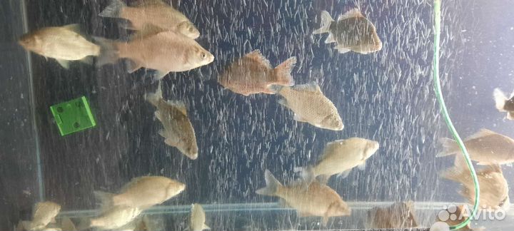 Живая рыба карась