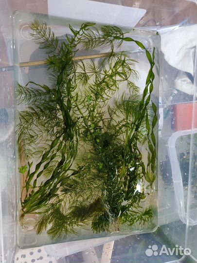 Растения, прополка