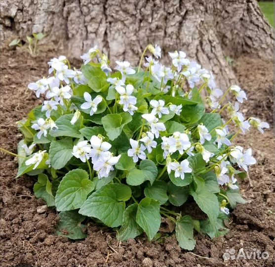 Фиалка садовая белая