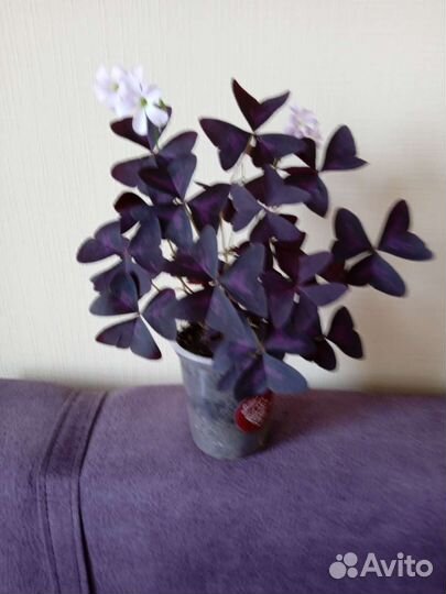 Кислица оксалис 3 сорта