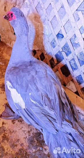 Мускусные утки