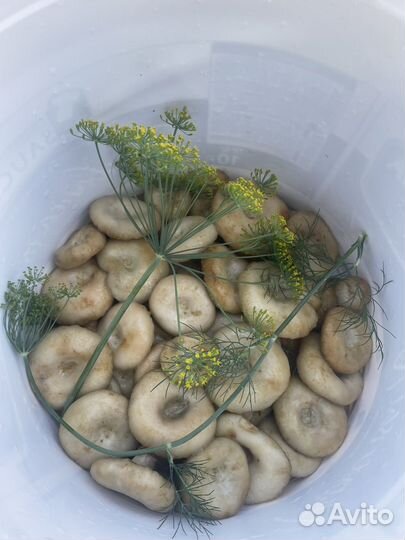 Грузди соленые