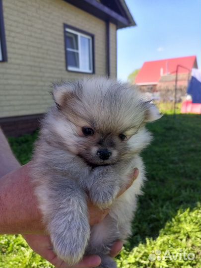 Померанский шпиц