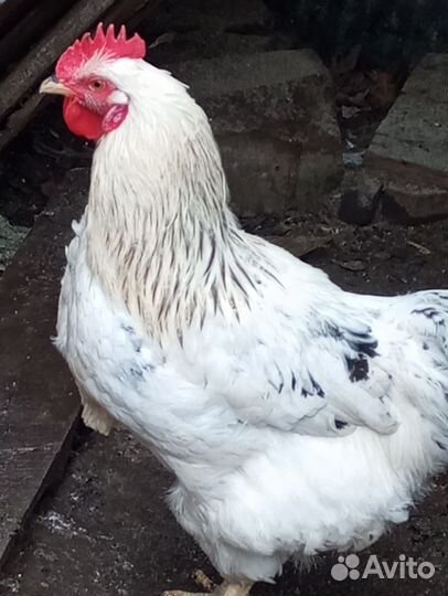 Петухи, молодняк