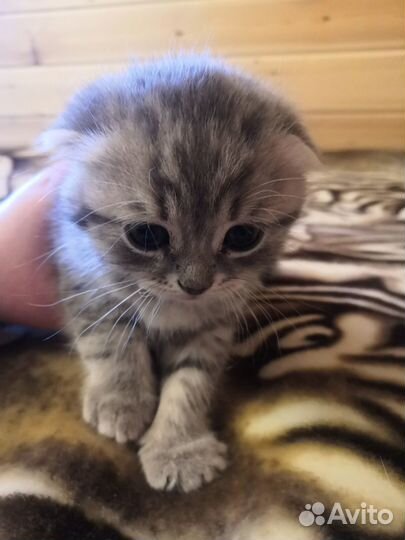 Продается шотландский вислоухий котенок