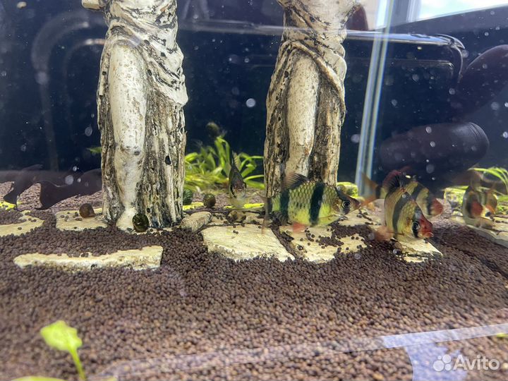 Аквариум с рыбками