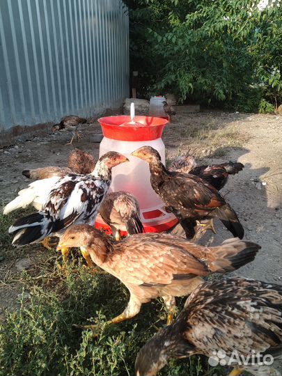 Цыплята Дакан, возраст два месяца