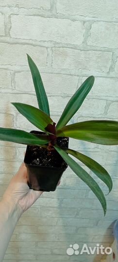 Продам Рео, отросток с деткой