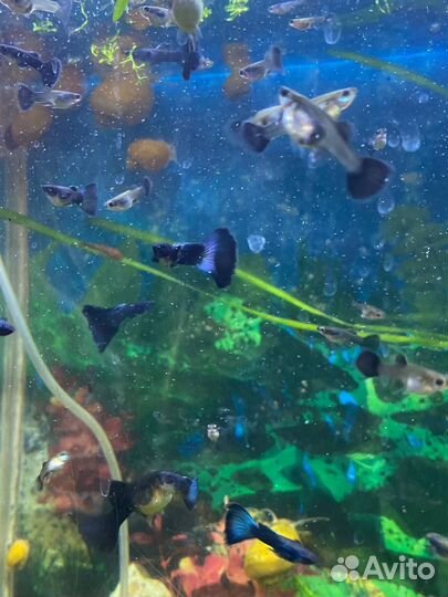 Гуппи малахит