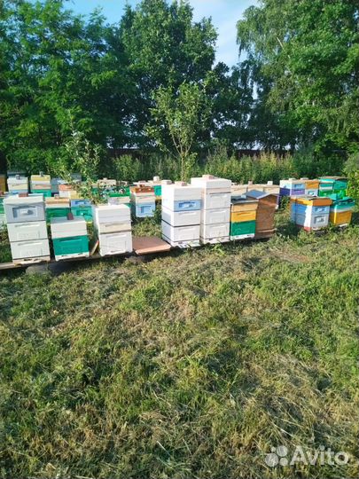 Carnika Troiseck Матки 24г