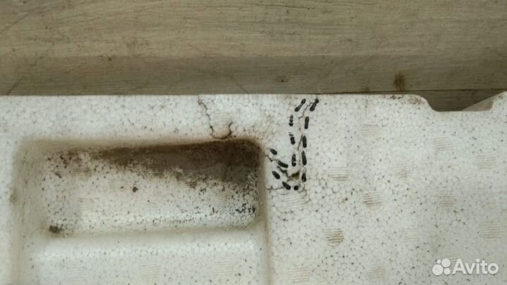 Абсорбер заднего бампера Infiniti Fx 2 S 51 С 2008