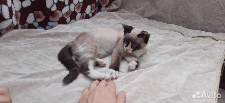 Котёнок девочка в добрые руки