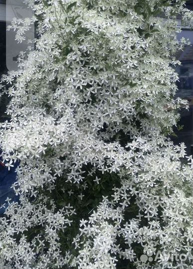 Княжек,климатис,Каприфоль,девичий виноград