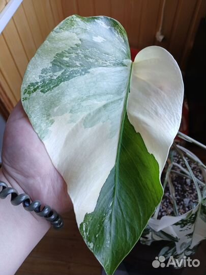 Монстера альба
